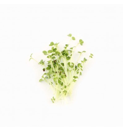 Мікрозелень Мікрогрін броколі 50г