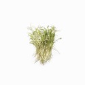 Мікрозелень Мікрогрін фенхелю 50г