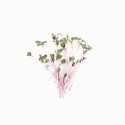 Мікрозелень Мікрогрін капусти фіолетової 50г